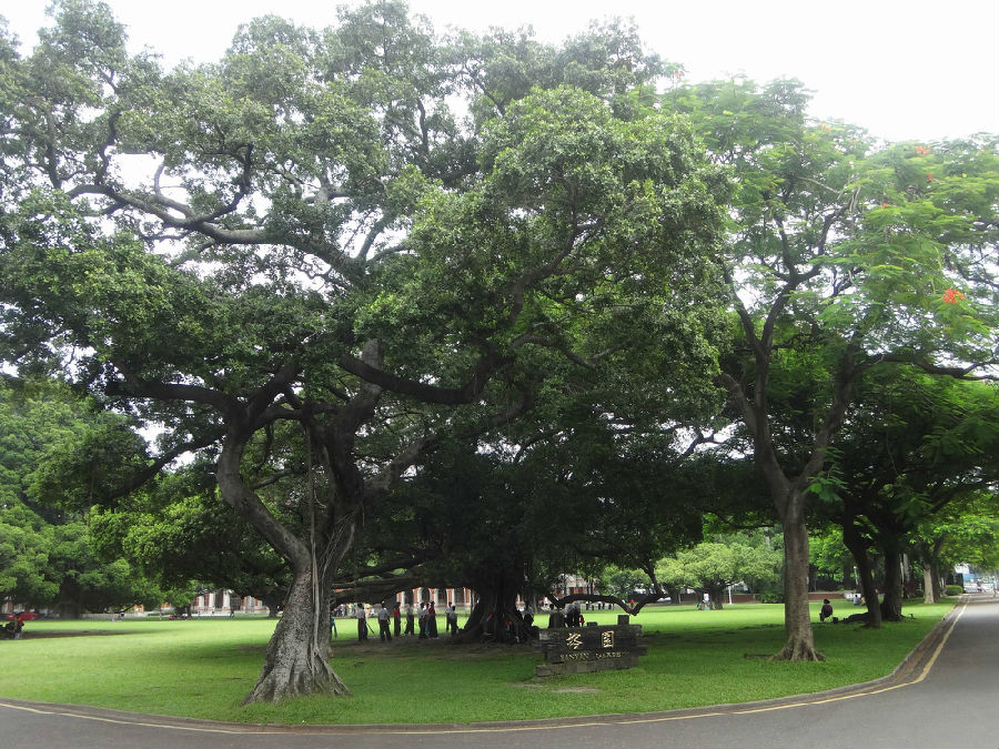 台湾成功大学榕园00000000.jpg